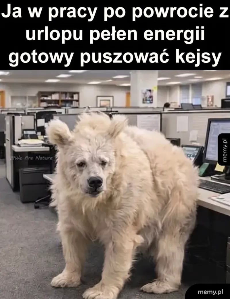 Ja po urlopie (pełen energii)