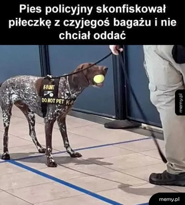 Udana konfiskata nielegalnego sprzętu 🚓🐕