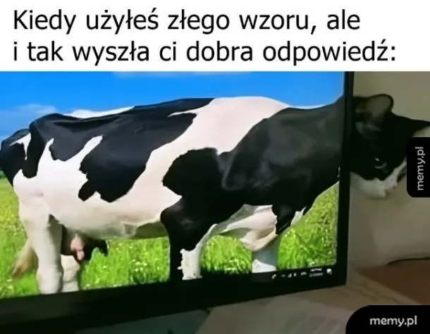 Wyszła krowa, ale coś miauczy