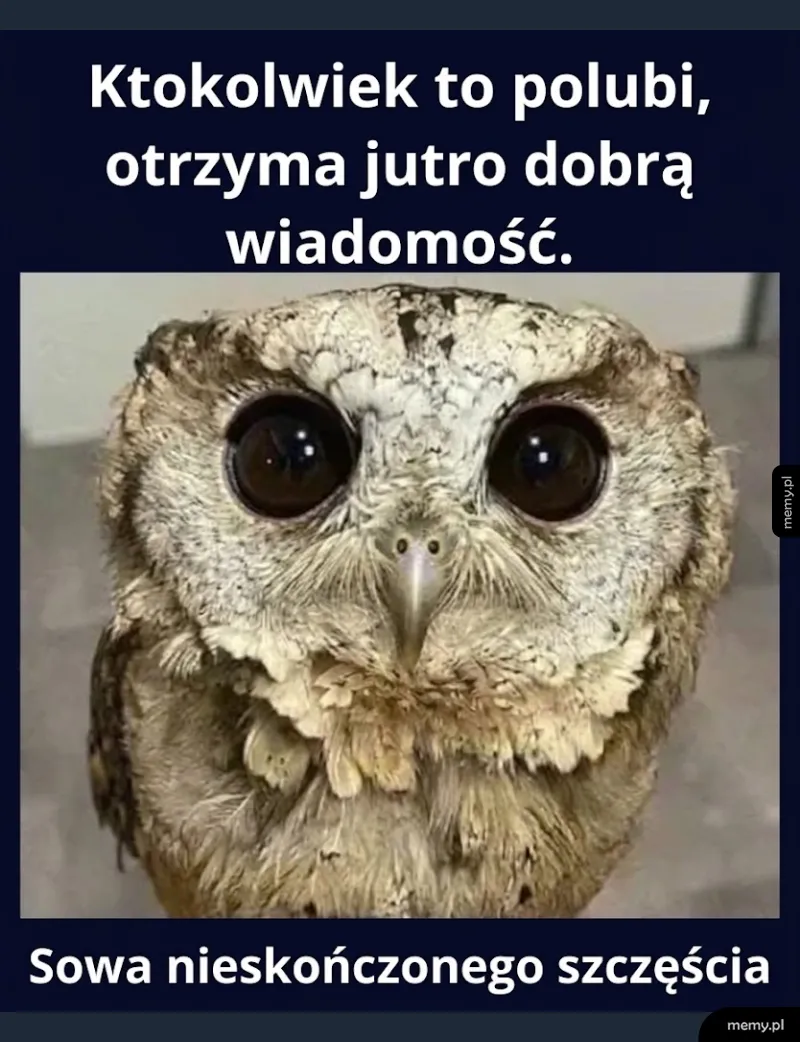 Sowa z wielkimi oczami i napis o szczęściu