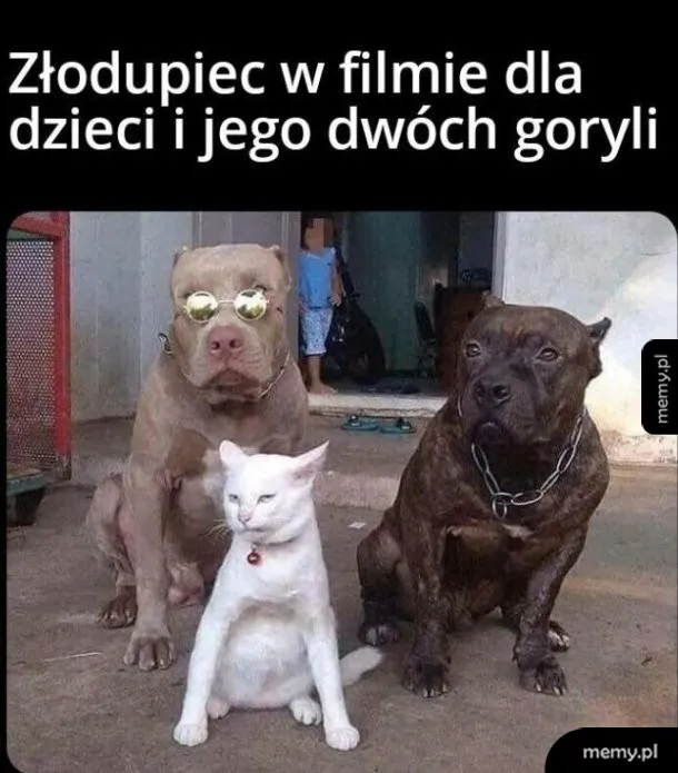 Biały kot siedzący z dwoma groźnymi psami rasy pitbull w okularach.