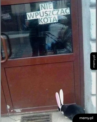 Kot z uszami królika stoi przed drzwiami z kartką NIE WPUSZCZAĆ KOTA
