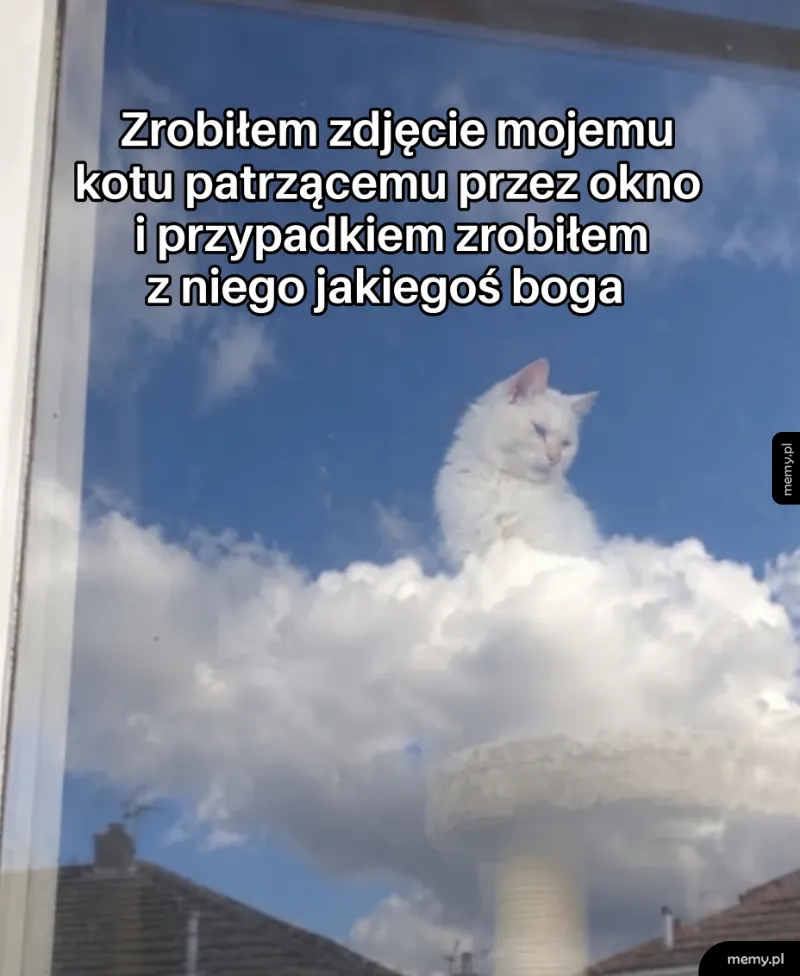 Bóg kotów patrzy na was z góry
