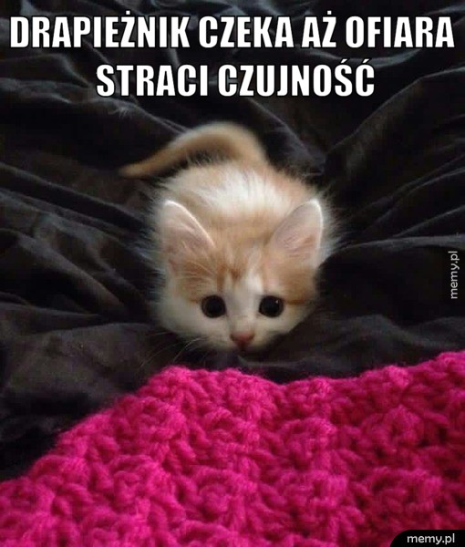    Koteł
