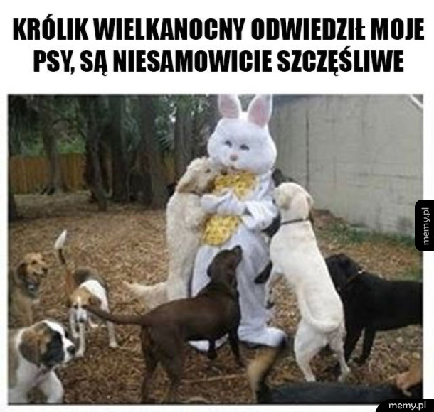 Króliczek odwiedził moje psy