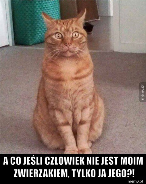 Koteł rozkminia