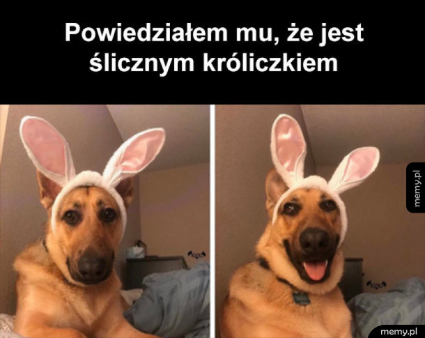 Króliczek