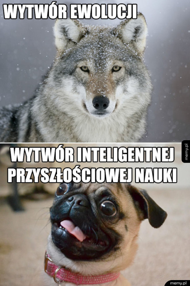 Tak to wygląda