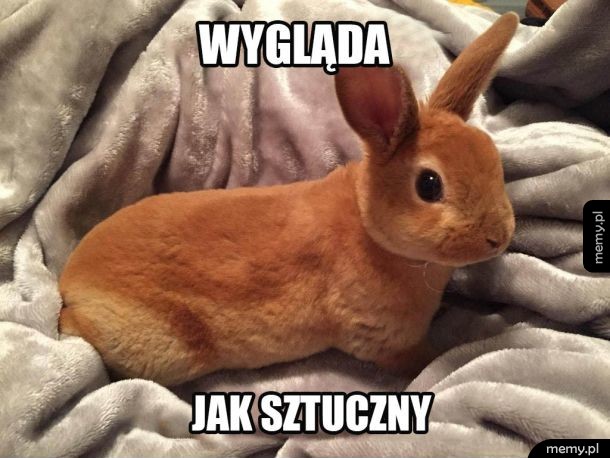 Króliczek