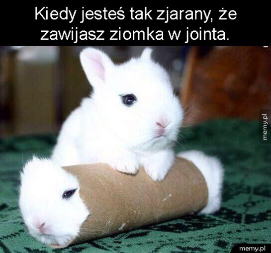 Czasem tak bywa...