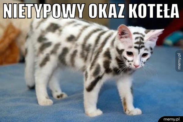 Koteł