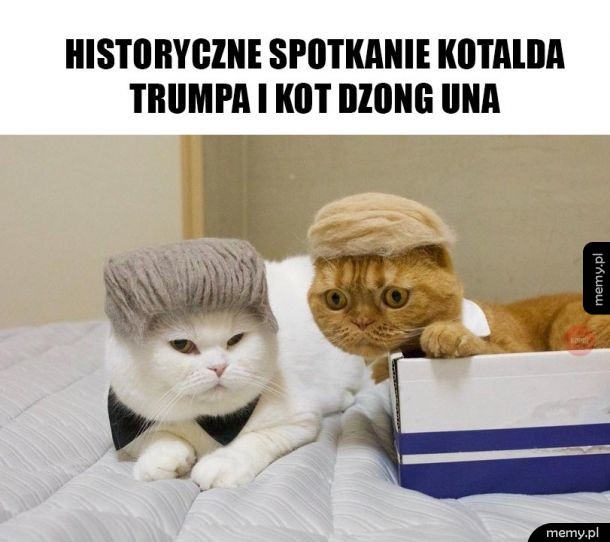 Zabawne kotki