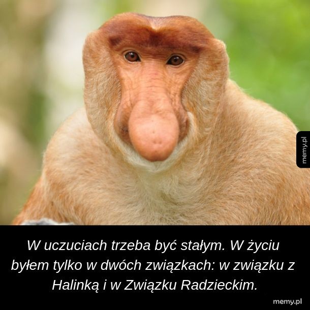 Mądrość Janusza na Walentynki