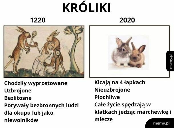 Króliki