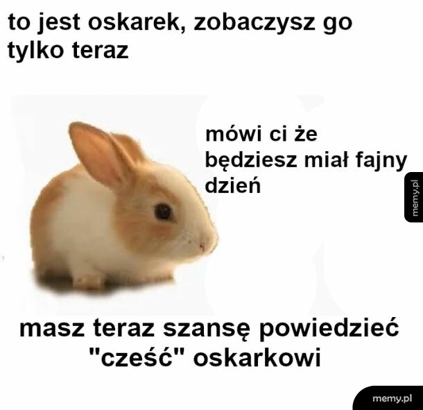 Mały królik