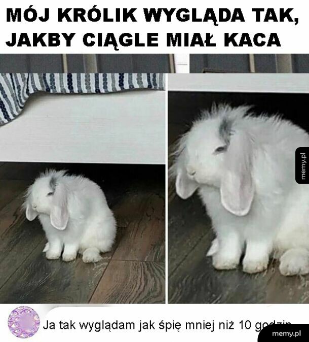 Króliczek