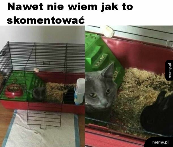 Biedny królik