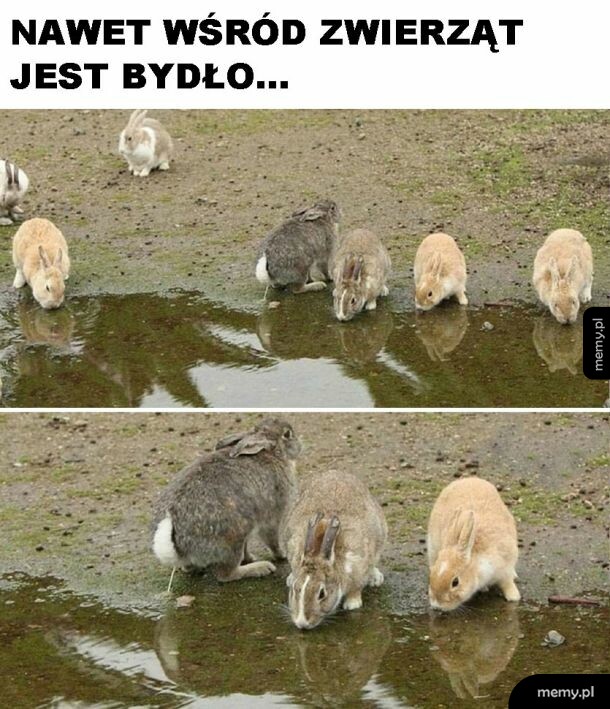 Jak on tak może