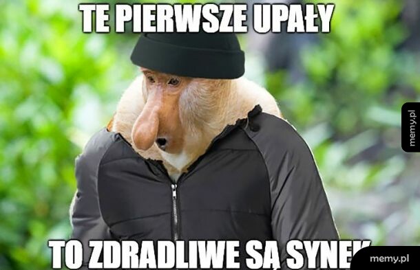 Janusz o tym wie