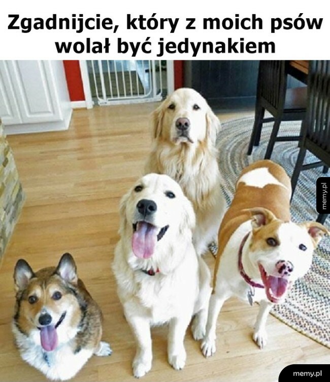 Który to może być?