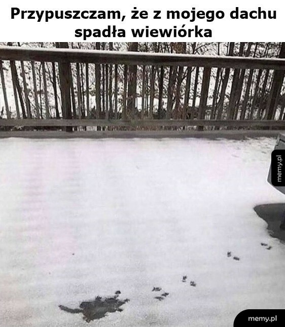 Wiewiórka