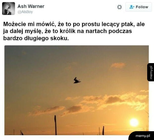 Królik na nartach