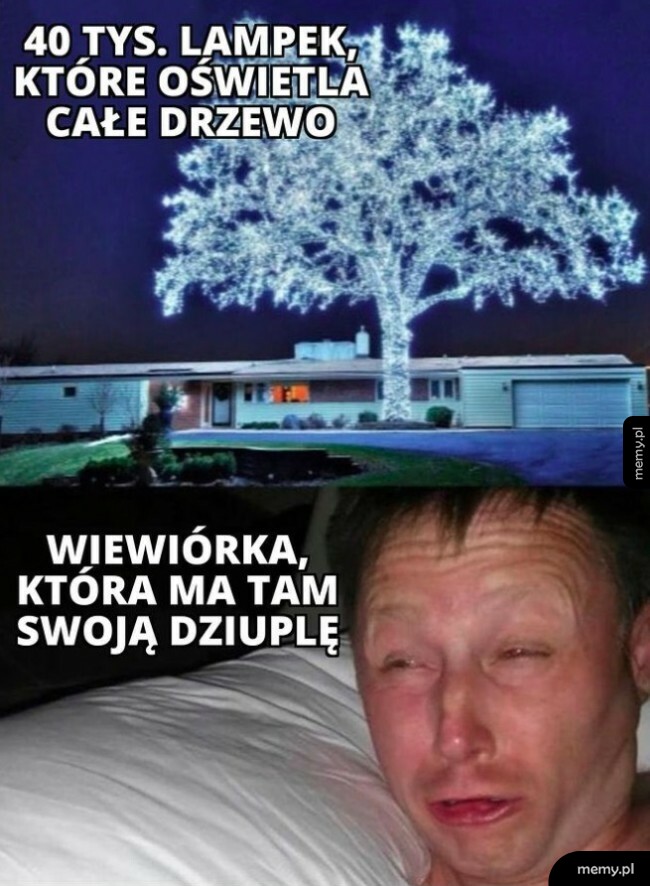 Wiewiórka
