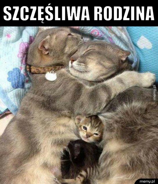 Kotełki