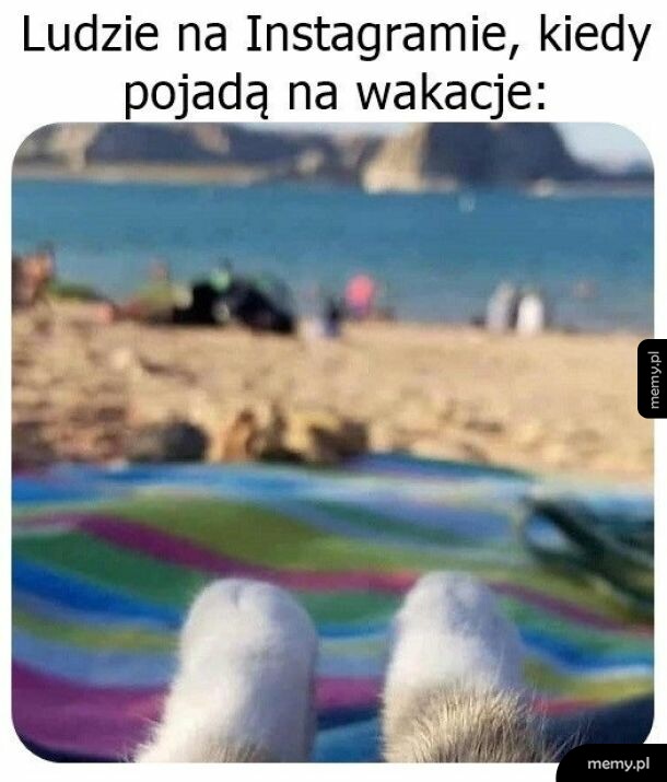 Widok z perspektywy leżącego kota na plażę i morze.