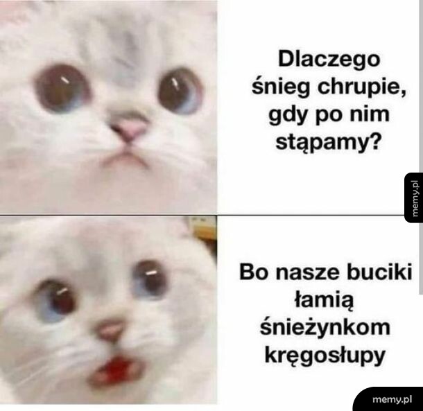 Mem z małym, białym kotkiem o wielkich oczach i pytaniem o chrupiący śnieg