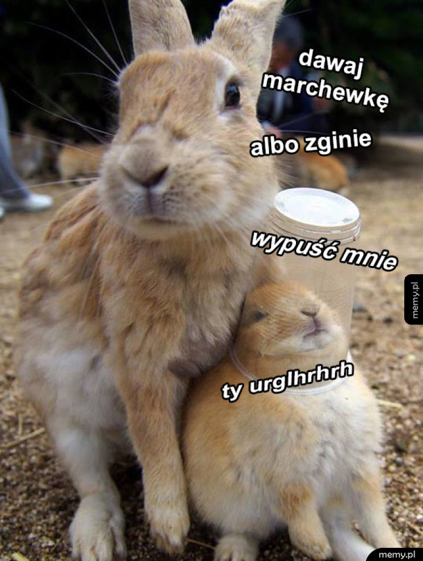 Marchewka albo życie