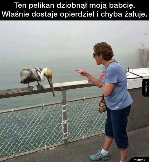 Niegrzeczny pelikan