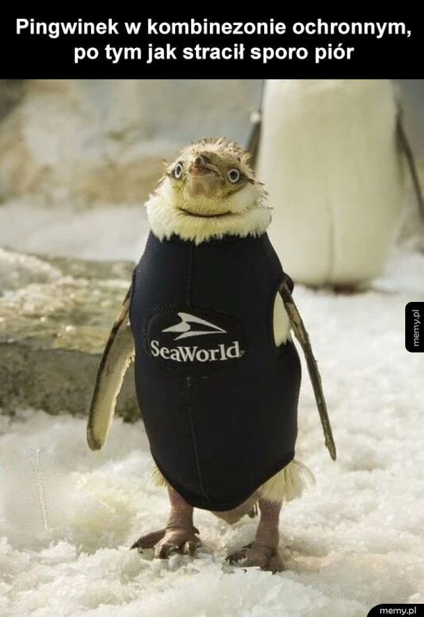 Uszczęśliwiony mały pingwinek