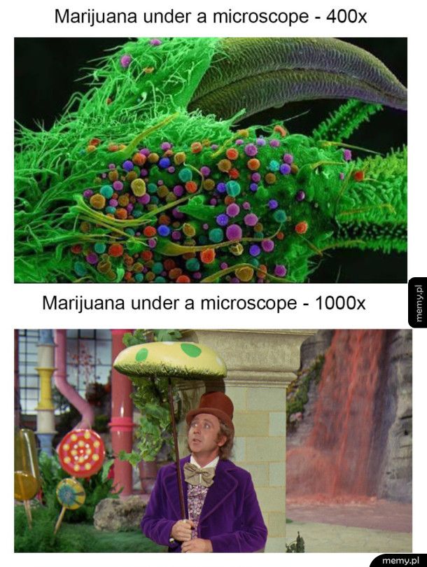 Marihuana pod mikroskopem