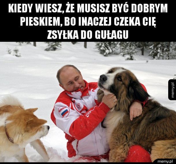 Pies Putina