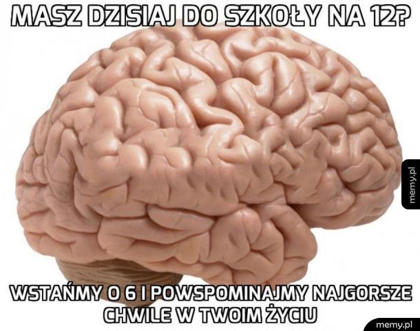 Typowy mózg