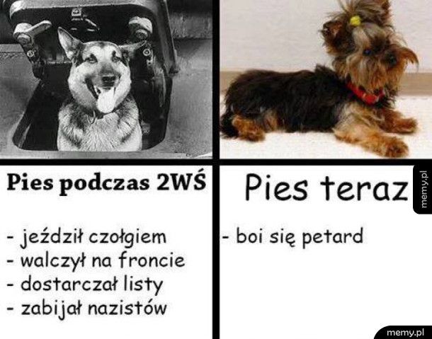 Psy kiedyś i dziś