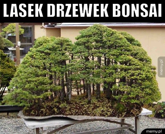 Lasek drzewek bonsai 