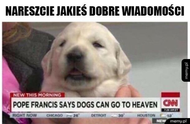 Wszystkie psy idą do nieba! Hurra!