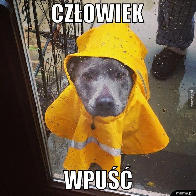 Człowiek                                                           wpuść 