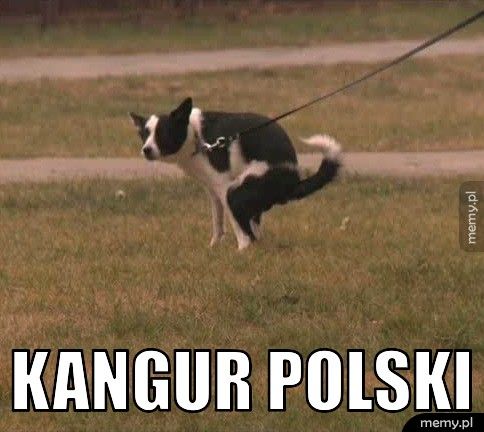  Kangur polski