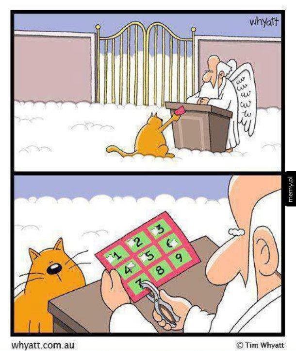 Kot i niebo