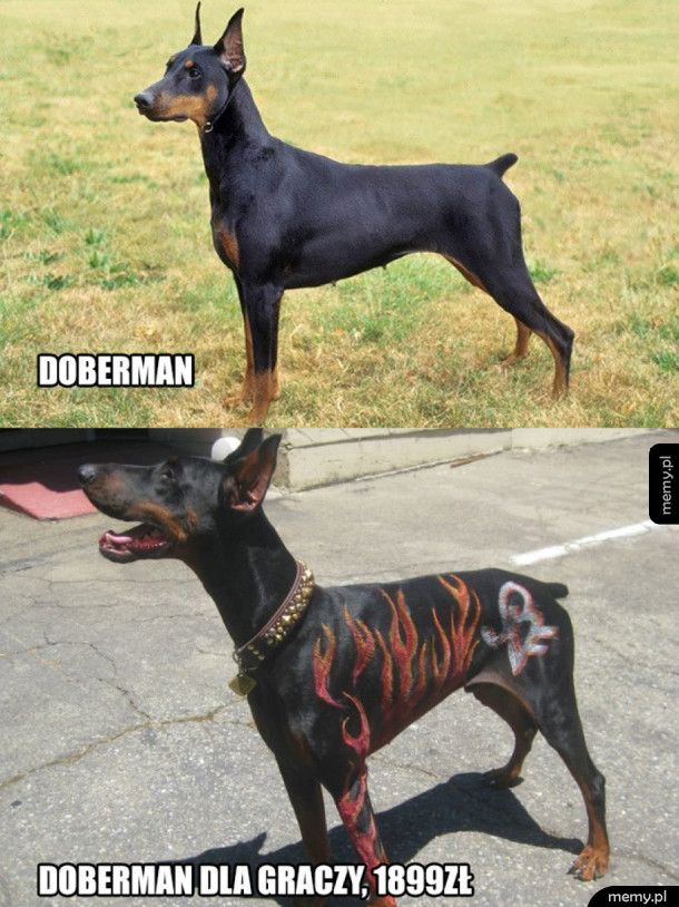 Doberman dla graczy