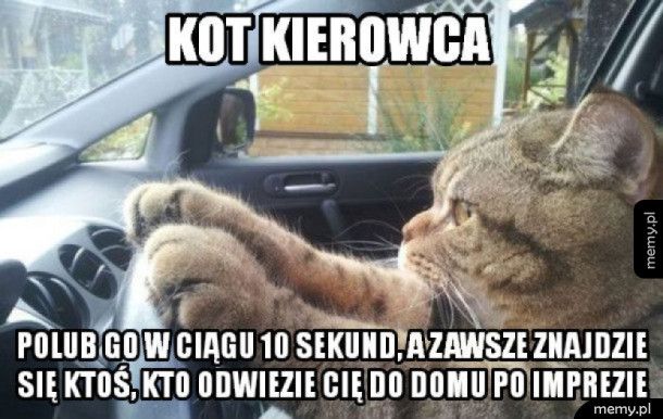 Kot kierowca