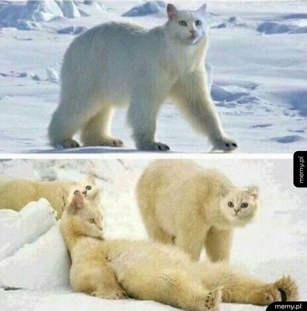 Koty polarne