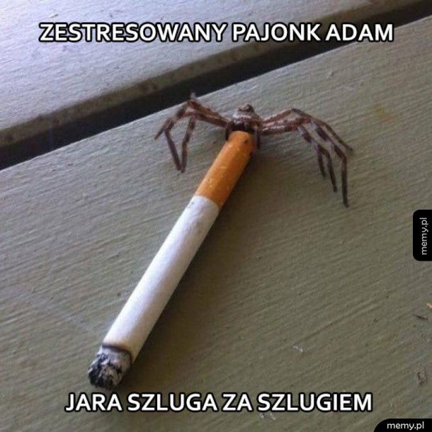 Adam nie pal