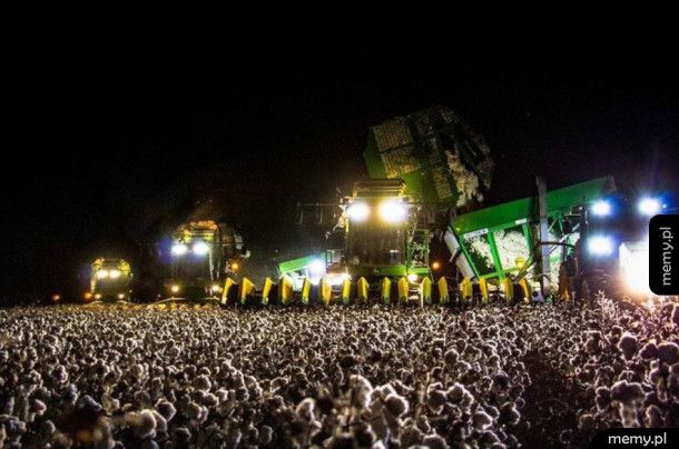 Kombajn na plantacji bawełny wygląda jak koncert rockowy