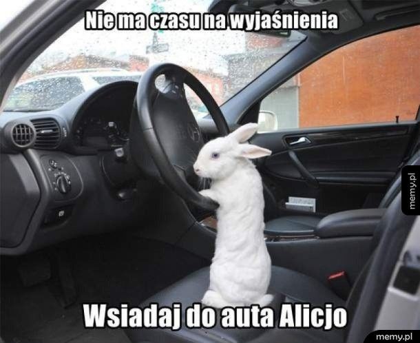 Follow the white rabbit