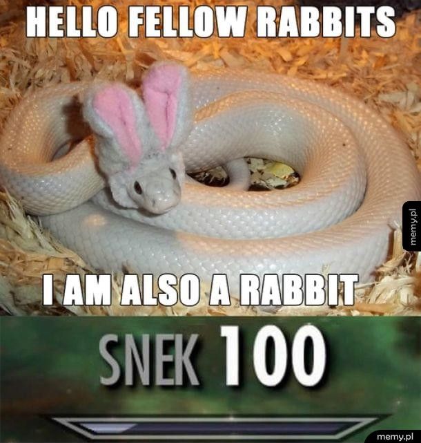 Witajcie bracia króliki