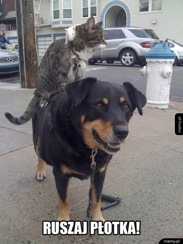 Koteł, szczur i pies